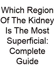Which Region Of The Kidney Is The Most Superficial: Complete Guide